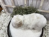 Murphy, a male Coton de Tulear for sale in Cabool, MO – 4 of 7
