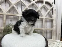 Atlas, a male Coton de Tulear for sale in Cabool, MO – 1 of 8