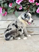 Molly, a female Miniature Australian Shepherd for sale in Seymour, MO – 3 of 3