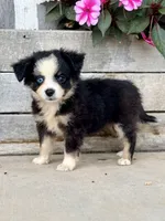 May, a female Toy Australian Shepherd for sale in Seymour, MO – 3 of 3