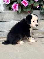 Charlie, a male Miniature Australian Shepherd for sale in Seymour, MO – 3 of 3