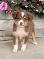 Chester, a male Miniature Australian Shepherd for sale in Seymour, MO – 2 of 3