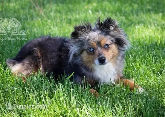 Mya – Toy Australian Shepherd puppy for sale in Seymour, MO