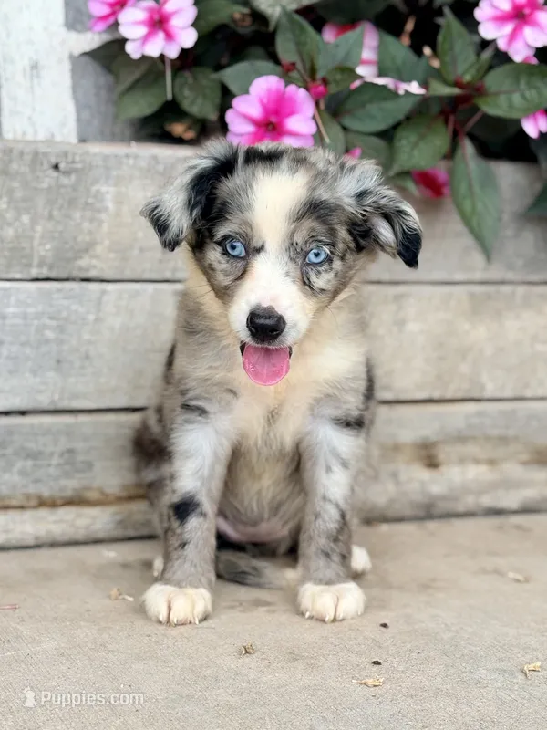 Molly – Miniature Australian Shepherd puppy for sale in Seymour, MO