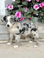 Molly, a female Miniature Australian Shepherd for sale in Seymour, MO – 2 of 3