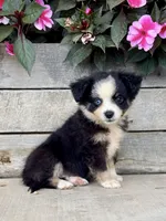 May, a female Toy Australian Shepherd for sale in Seymour, MO – 2 of 3