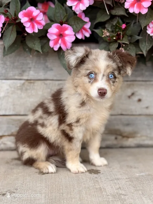 Millie – Miniature Australian Shepherd puppy on hold in Seymour, MO