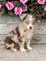 Millie, a female Miniature Australian Shepherd for sale in Seymour, MO – 1 of 3