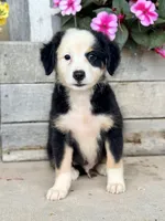 Charlie, a male Miniature Australian Shepherd for sale in Seymour, MO – 2 of 3