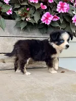May, a female Toy Australian Shepherd for sale in Seymour, MO – 1 of 3