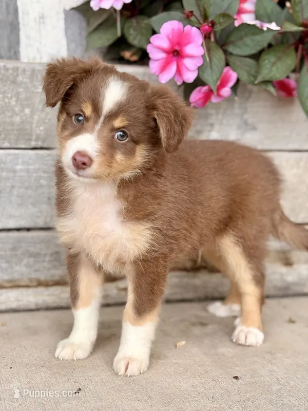 Chester – Miniature Australian Shepherd puppy for sale in Seymour, MO