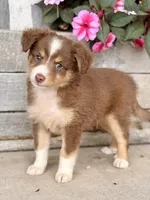 Chester, a male Miniature Australian Shepherd for sale in Seymour, MO – 1 of 3