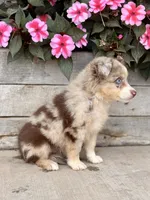 Millie, a female Miniature Australian Shepherd for sale in Seymour, MO – 2 of 3