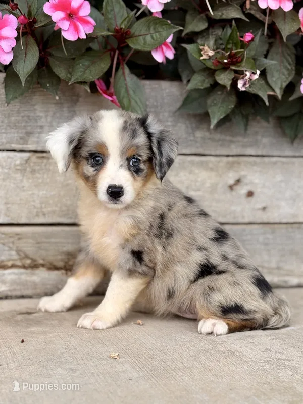 Mia – Miniature Australian Shepherd puppy for sale in Seymour, MO