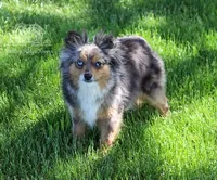 Mya, a female Toy Australian Shepherd for sale in Seymour, MO – 3 of 3