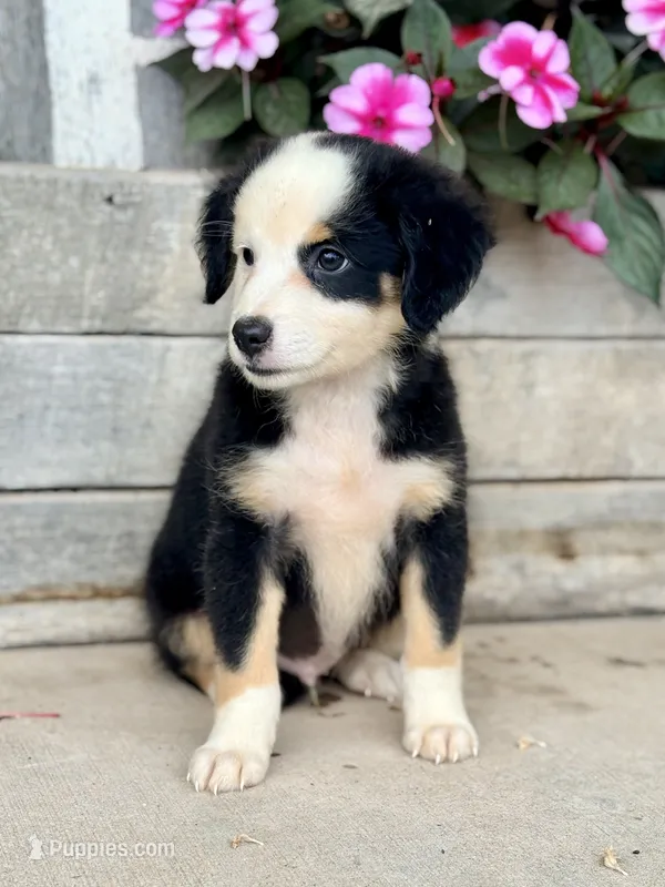 Charlie – Miniature Australian Shepherd puppy for sale in Seymour, MO