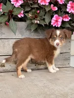 Chester, a male Miniature Australian Shepherd for sale in Seymour, MO – 3 of 3