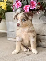 Millie, a female Miniature Australian Shepherd for sale in Seymour, MO – 3 of 3