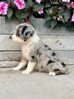 Mia, a female Miniature Australian Shepherd for sale in Seymour, MO – 3 of 3