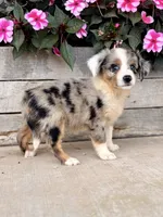 Mia, a female Miniature Australian Shepherd for sale in Seymour, MO – 2 of 3
