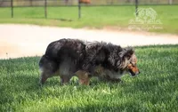 Mya, a female Toy Australian Shepherd for sale in Seymour, MO – 2 of 3