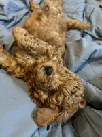 Zuko, a male Poodle - Miniature  for sale in Philadelphia, PA – 6 of 7