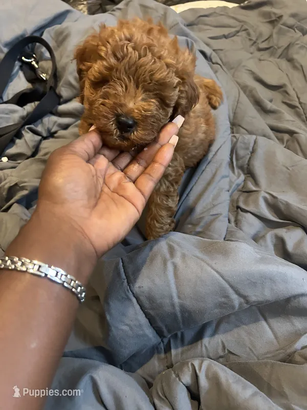 Zuko – Poodle - Miniature  puppy for sale in Philadelphia, PA