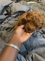 Zuko, a male Poodle - Miniature  for sale in Philadelphia, PA – 2 of 7