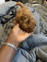 Zuko, a male Poodle - Miniature  for sale in Philadelphia, PA – 4 of 7