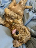 Zuko, a male Poodle - Miniature  for sale in Philadelphia, PA – 5 of 7