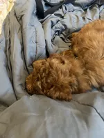 Zuko, a male Poodle - Miniature  for sale in Philadelphia, PA – 7 of 7