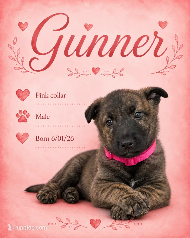 Gunner  – Belgian Malinois, German Shepherd Dog puppy for sale in Big Lake, MN