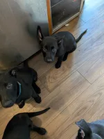 Aquarius (Aqua boy), a male Belgian Malinois and German Shepherd Dog for sale in Big Lake, MN – 4 of 8