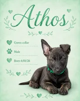 Athos, a male Belgian Malinois and German Shepherd Dog for sale in Big Lake, MN – 1 of 1