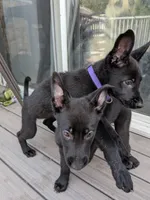 Ares, a male Belgian Malinois and German Shepherd Dog for sale in Big Lake, MN – 2 of 5