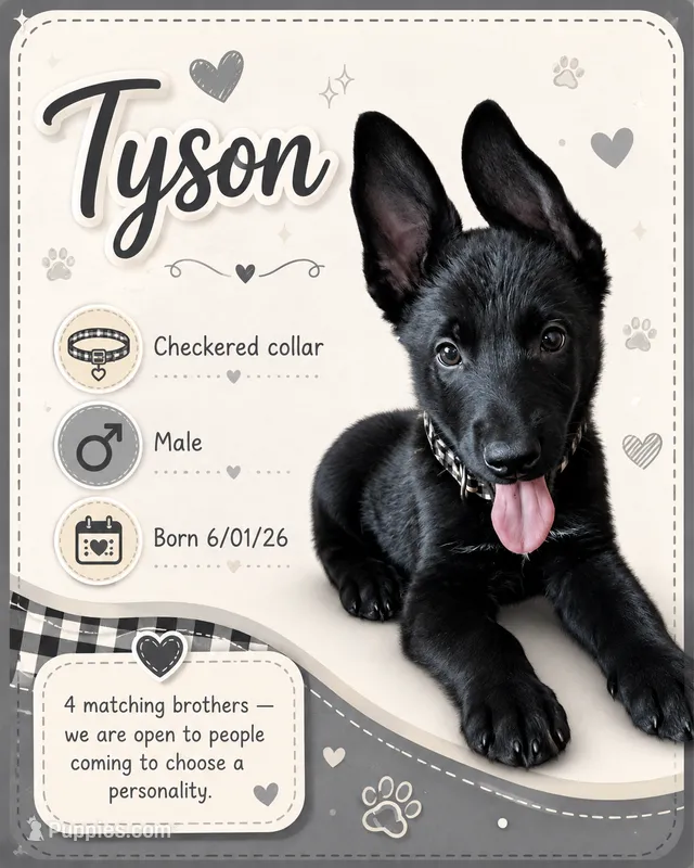 Tyson  – Belgian Malinois, German Shepherd Dog puppy for sale in Big Lake, MN