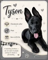 Tyson , a male Belgian Malinois and German Shepherd Dog for sale in Big Lake, MN – 1 of 8