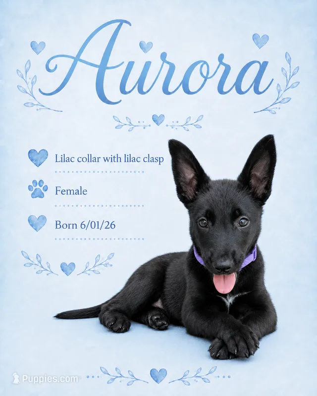 Aurora (rori) – Belgian Malinois, German Shepherd Dog puppy for sale in Big Lake, MN