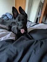 Tyson , a male Belgian Malinois and German Shepherd Dog for sale in Big Lake, MN – 2 of 8