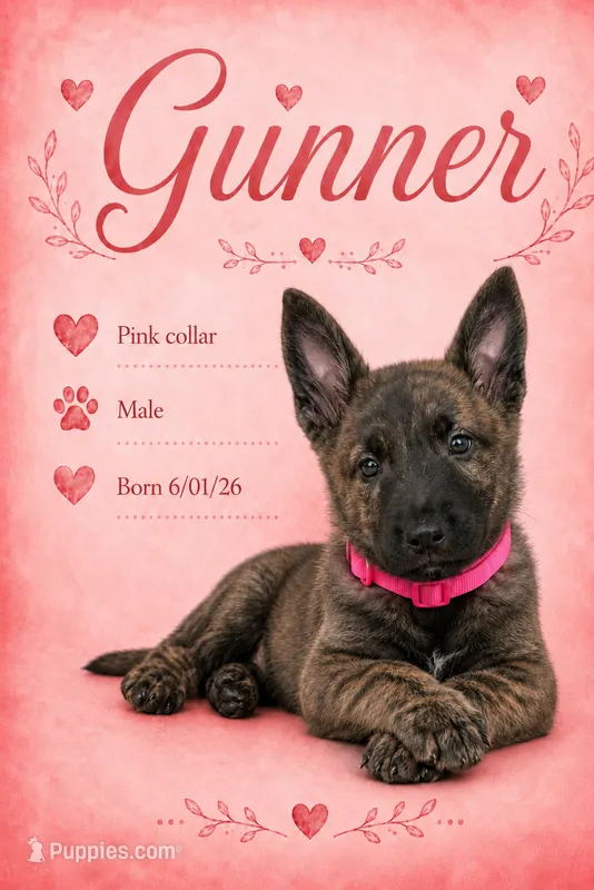 Gunner  – Belgian Malinois, German Shepherd Dog puppy for sale in Big Lake, MN