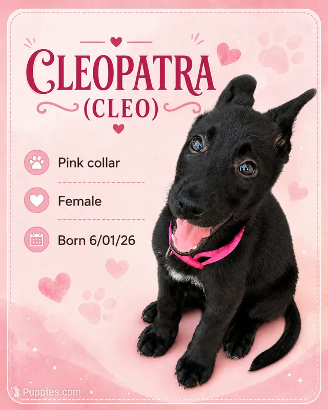 Cleo (Cleopatra) – Belgian Malinois, German Shepherd Dog puppy for sale in Big Lake, MN