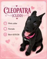 Cleo (Cleopatra), a female Belgian Malinois and German Shepherd Dog for sale in Big Lake, MN – 1 of 10