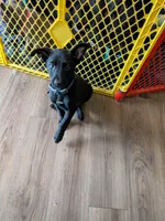 Jack , a male Belgian Malinois and German Shepherd Dog for sale in Big Lake, MN – 5 of 8