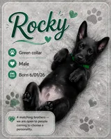 Rocky , a male Belgian Malinois and German Shepherd Dog for sale in Big Lake, MN – 1 of 10