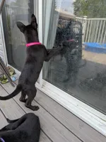 Cleo (Cleopatra), a female Belgian Malinois and German Shepherd Dog for sale in Big Lake, MN – 5 of 10