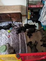 Ares, a male Belgian Malinois and German Shepherd Dog for sale in Big Lake, MN – 4 of 5
