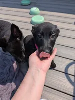 Cleo (Cleopatra), a female Belgian Malinois and German Shepherd Dog for sale in Big Lake, MN – 6 of 10