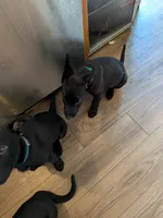 Aquarius (Aqua boy), a male Belgian Malinois and German Shepherd Dog for sale in Big Lake, MN – 3 of 8
