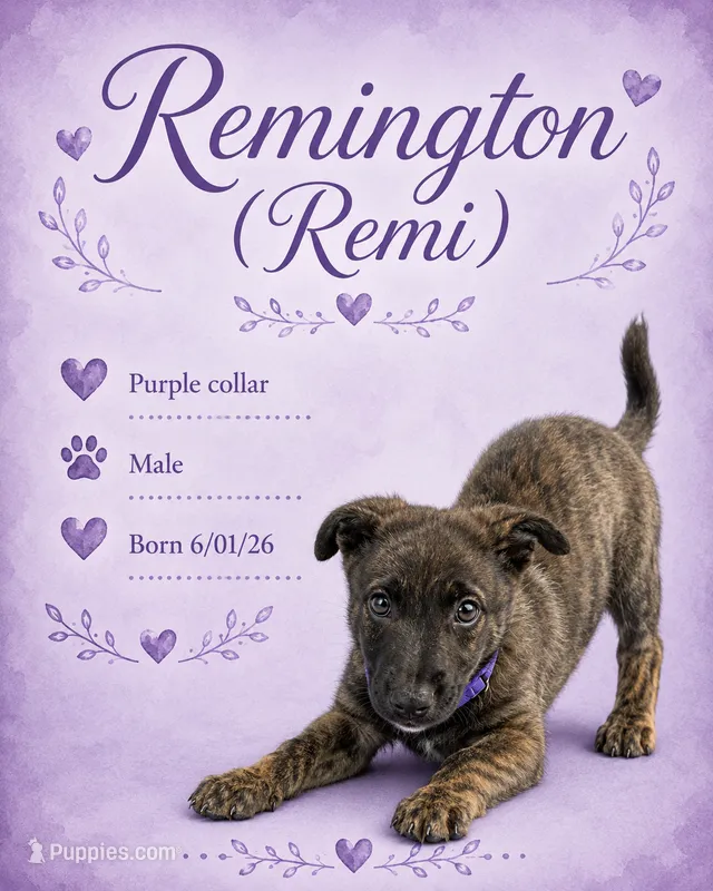 Remington (Remi) – Belgian Malinois, German Shepherd Dog puppy for sale in Big Lake, MN
