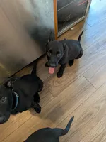Rocky , a male Belgian Malinois and German Shepherd Dog for sale in Big Lake, MN – 2 of 10